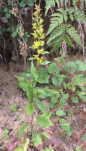 Solidago virgaurea